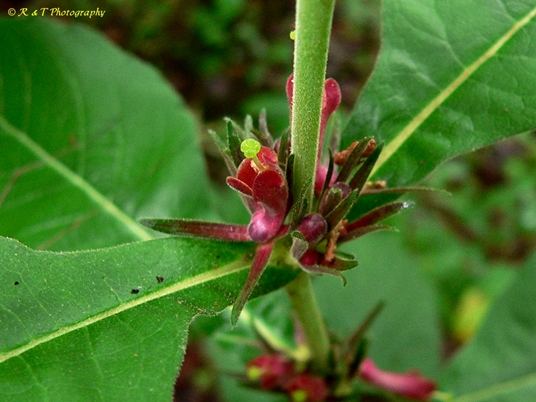 {Triosteum perfoliatum}
